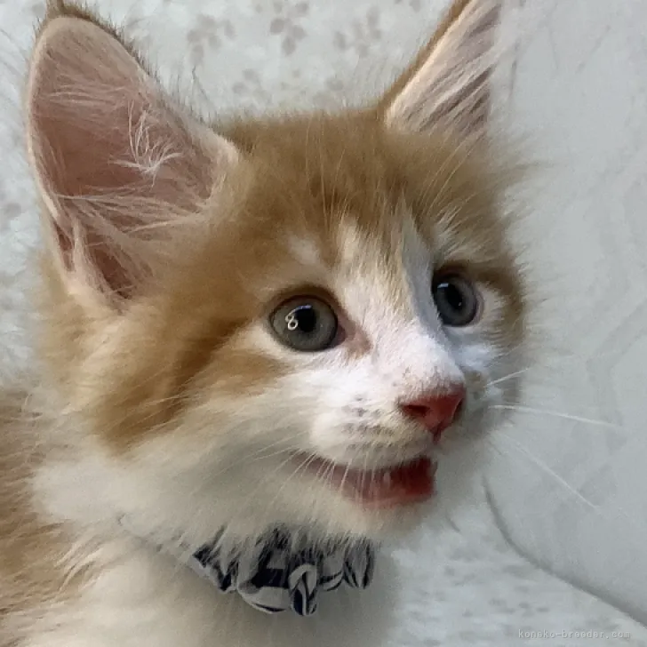 ID:2309-01929の子猫