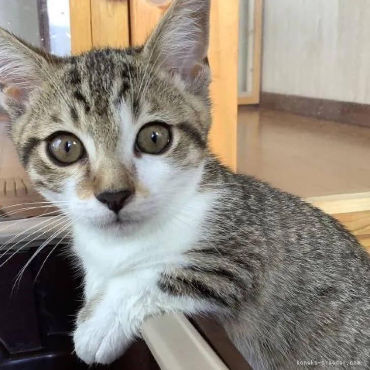 ID:2207-00552の子猫