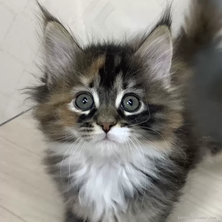 ID:2401-00439の子猫
