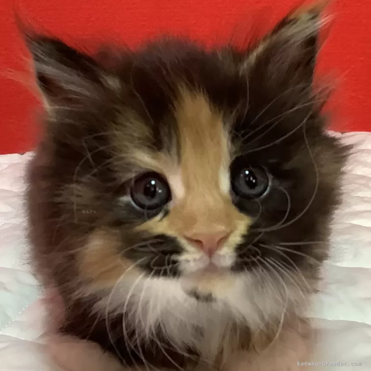 ID：2412-00001の子猫