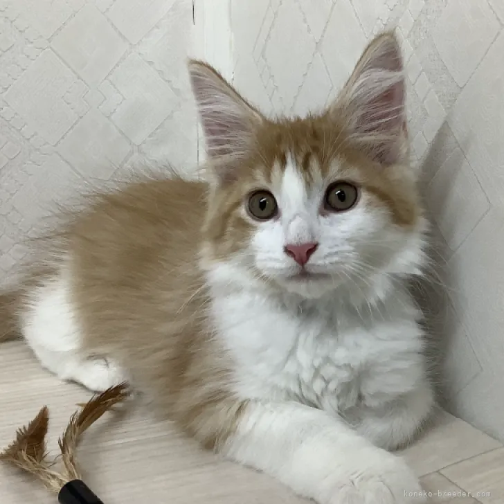 ID:2309-01931の子猫