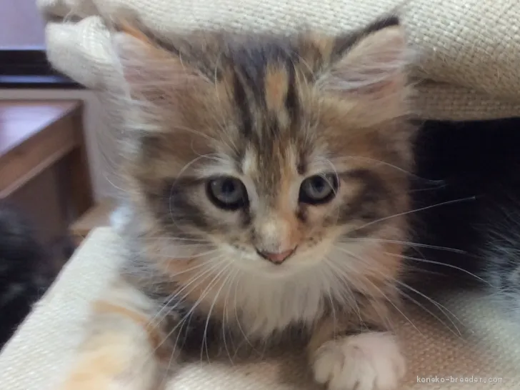 まりん 様のお迎えした子猫