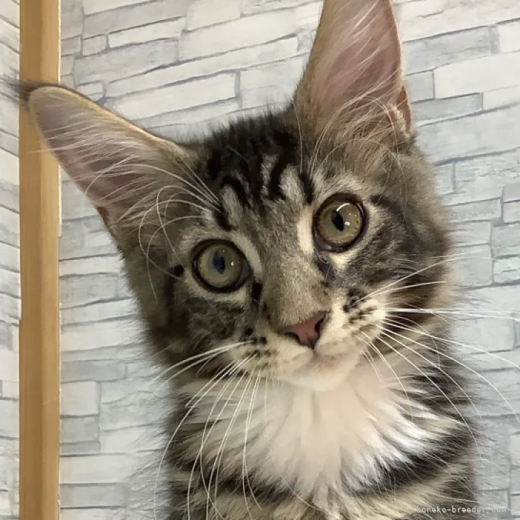ID:2308-00098の子猫