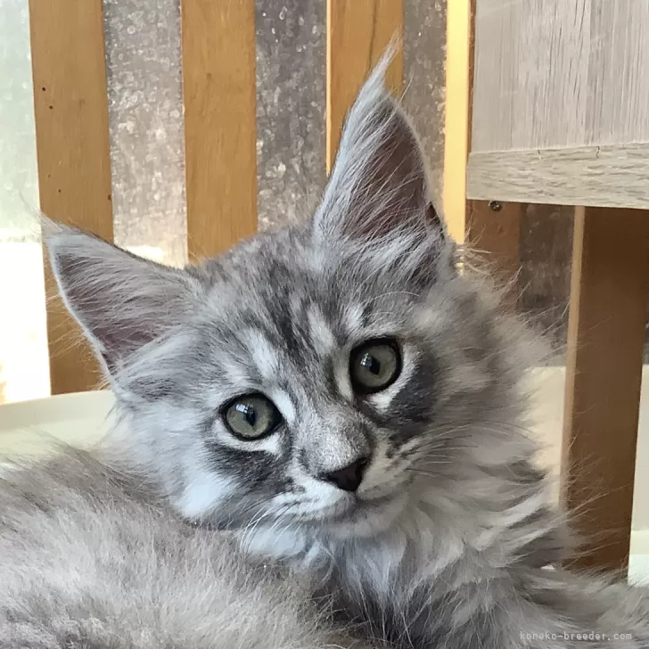 ID:2409-01422の子猫