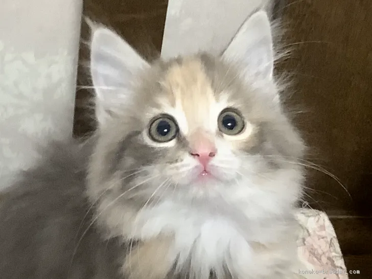 ID:2003-00316の子猫