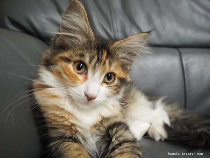 ID：2010-01658の子猫