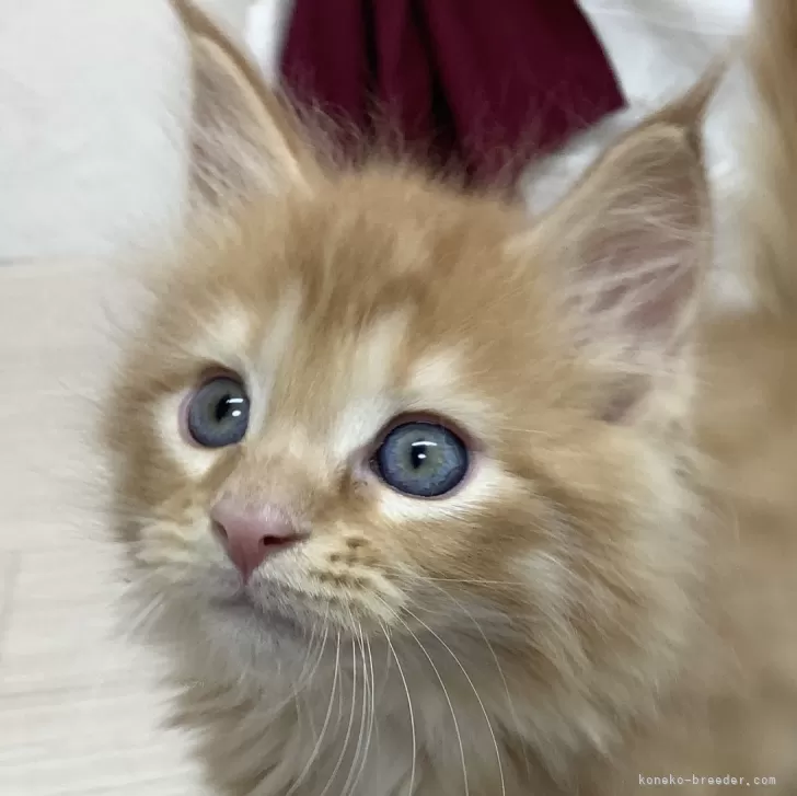 ID:2401-00435の子猫