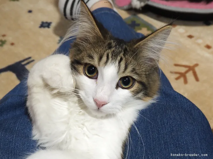ID:2201-00733の子猫