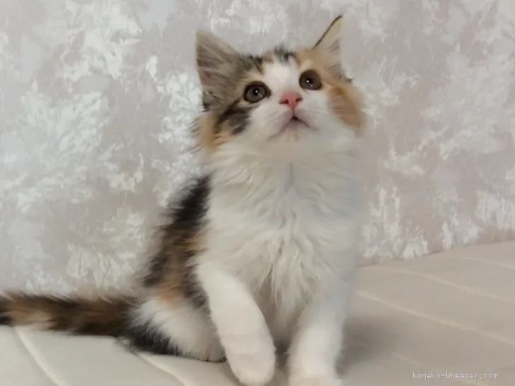 ID：2002-00577の子猫