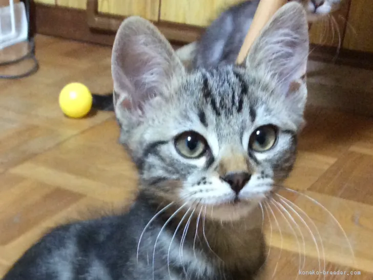 ID:1911-01549の子猫