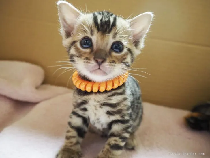 ID：2201-01073の子猫