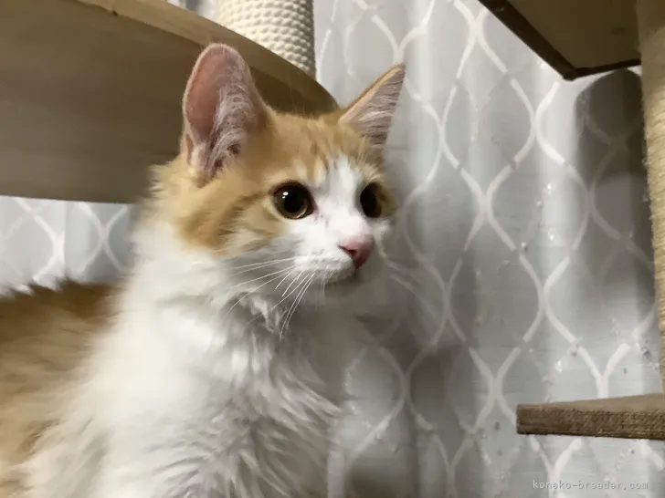 ID:2203-00286の子猫