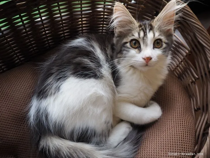 ID：2010-00690の子猫