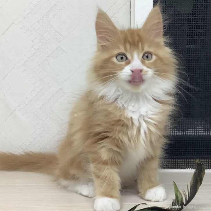 ID:2311-01765の子猫