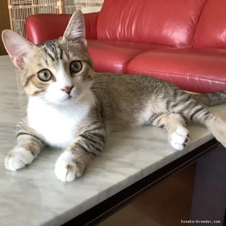 ID：2305-01492の子猫