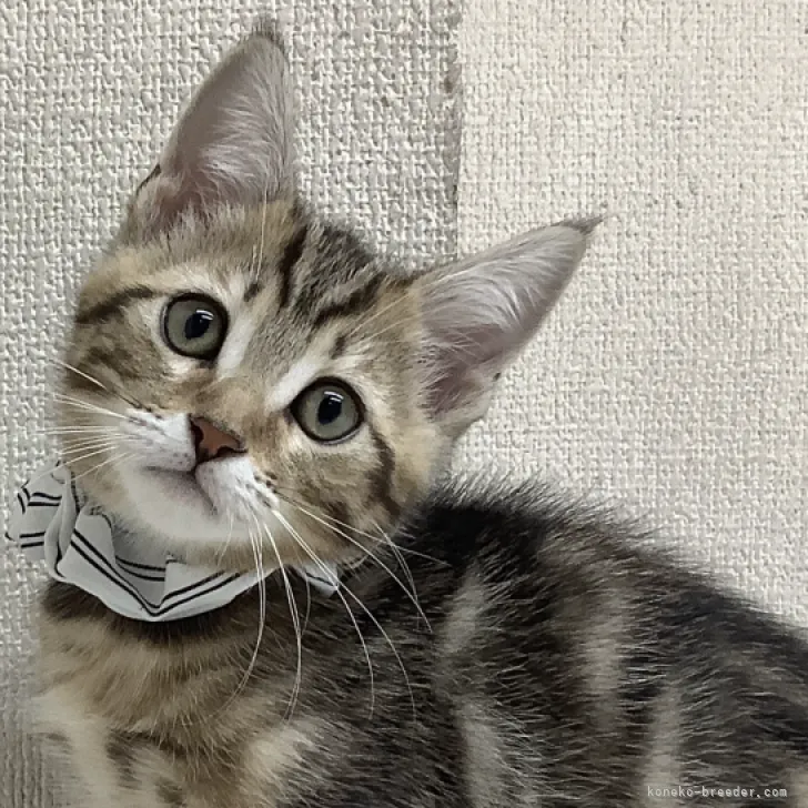ID:2305-01478の子猫
