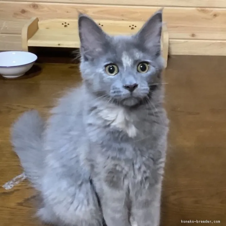 ID：2307-03475の子猫