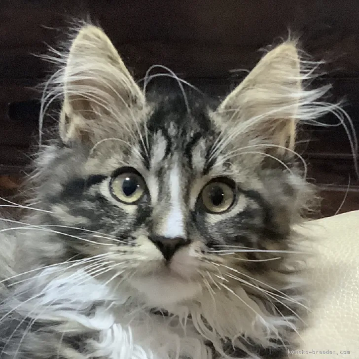 ID：2312-01097の子猫