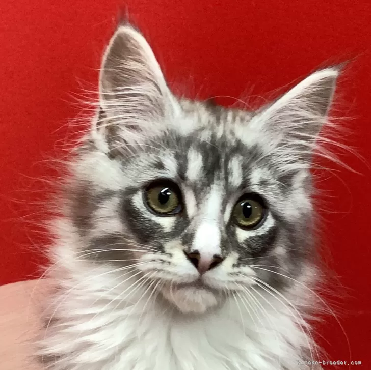 ID：2402-01829の子猫