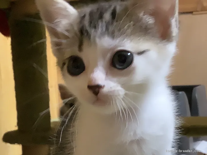 ID：2005-02055の子猫