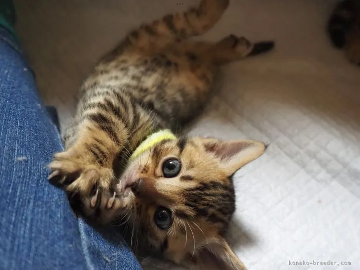 ID：2201-01070の子猫