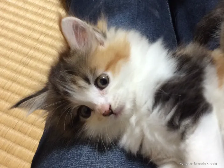 ID:2003-00315の子猫