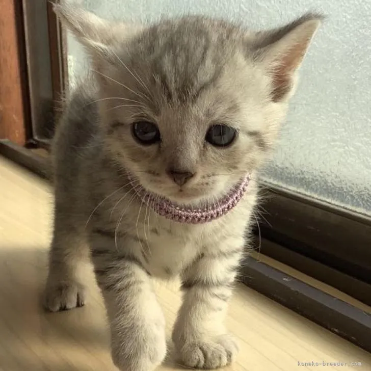 ID：2302-01807の子猫