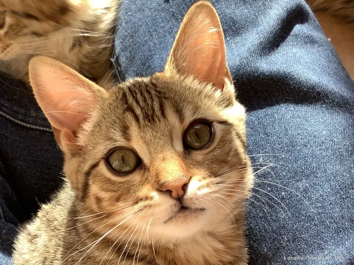 ID:2201-00687の子猫