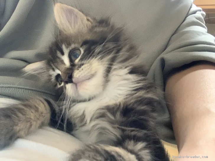 ID：2010-00689の子猫