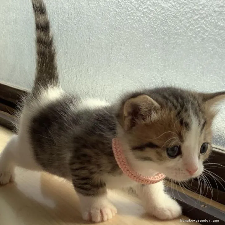 ID:2302-01818の子猫