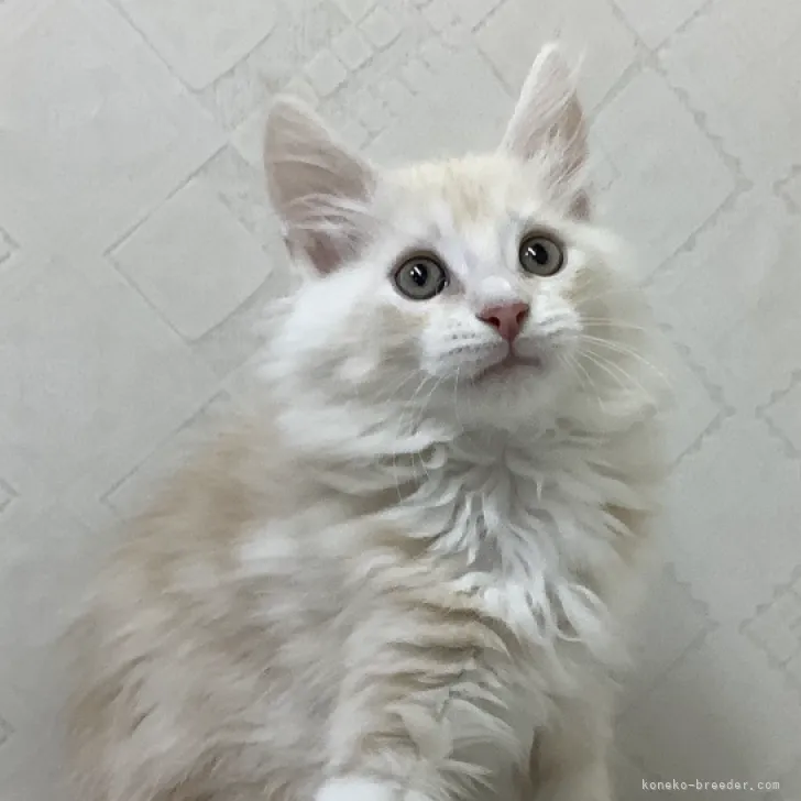 ID:2311-01175の子猫