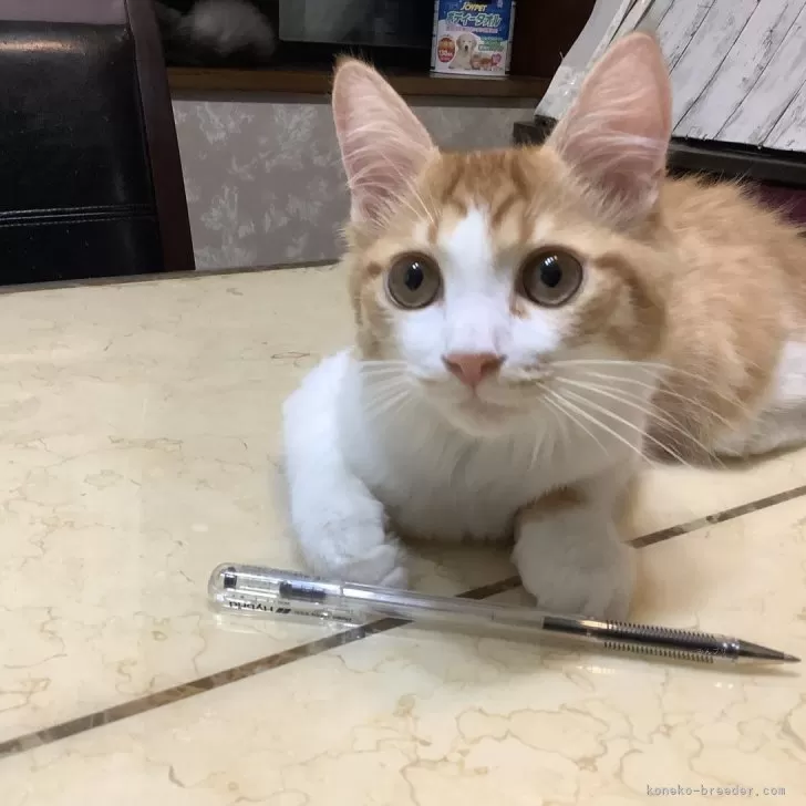 ID：2409-01399の子猫