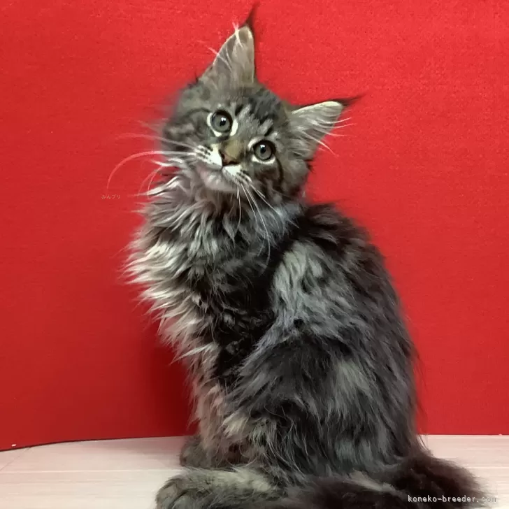 ID：2402-01835の子猫