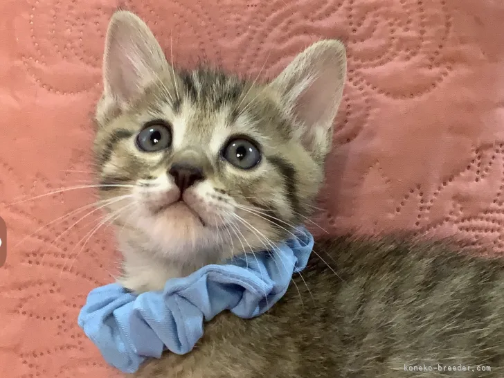 ID:2205-02074の子猫