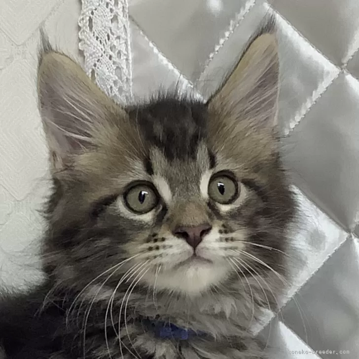 ID:2406-03279の子猫
