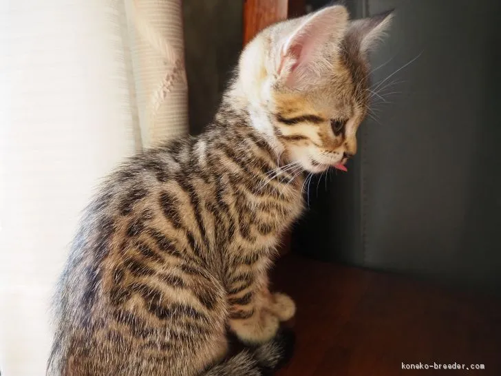 ID:2012-00272の子猫