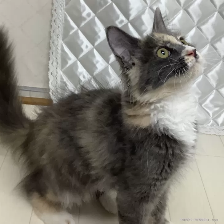ID:2405-00516の子猫