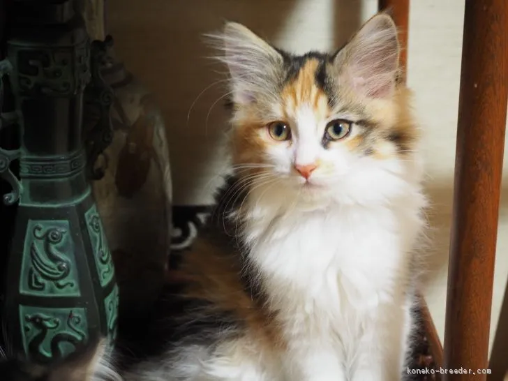 ID：2010-00687の子猫