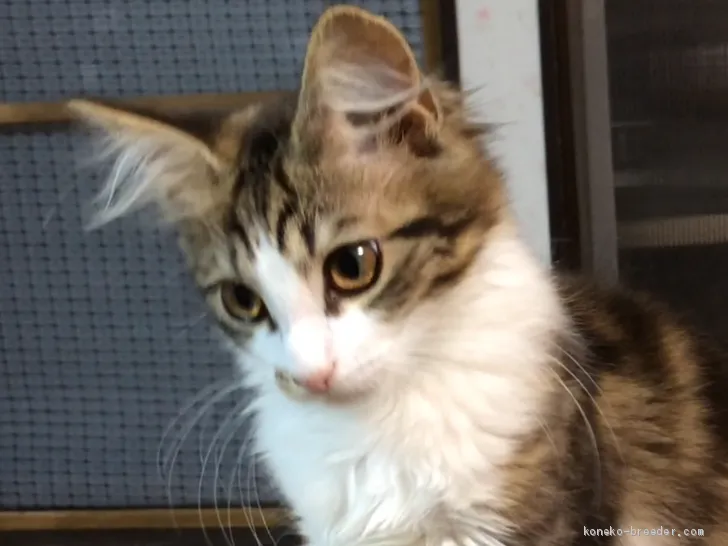 ID：2002-00502の子猫