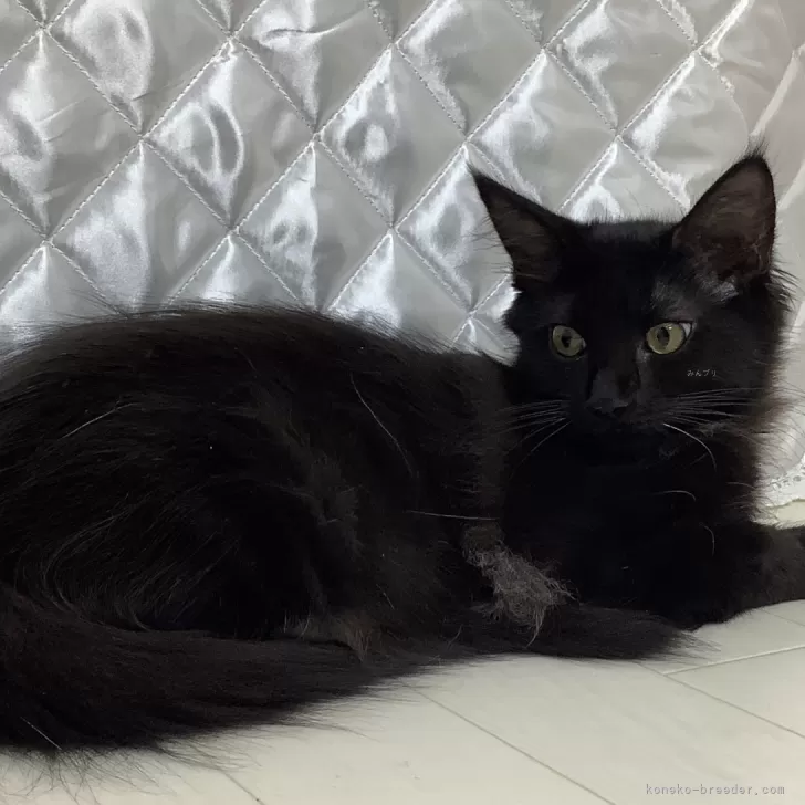ID:2410-00087の子猫