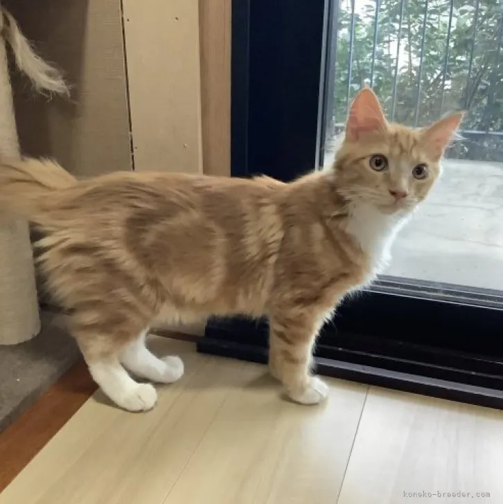 ID:2304-03082の子猫