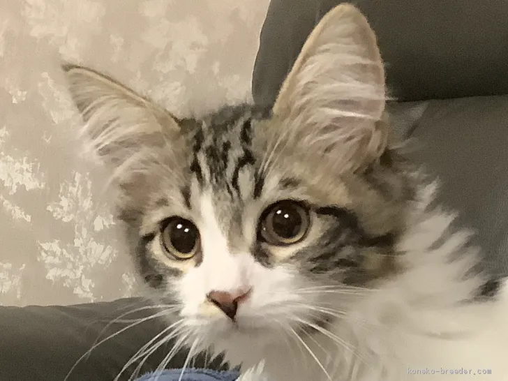 ID:2002-01191の子猫