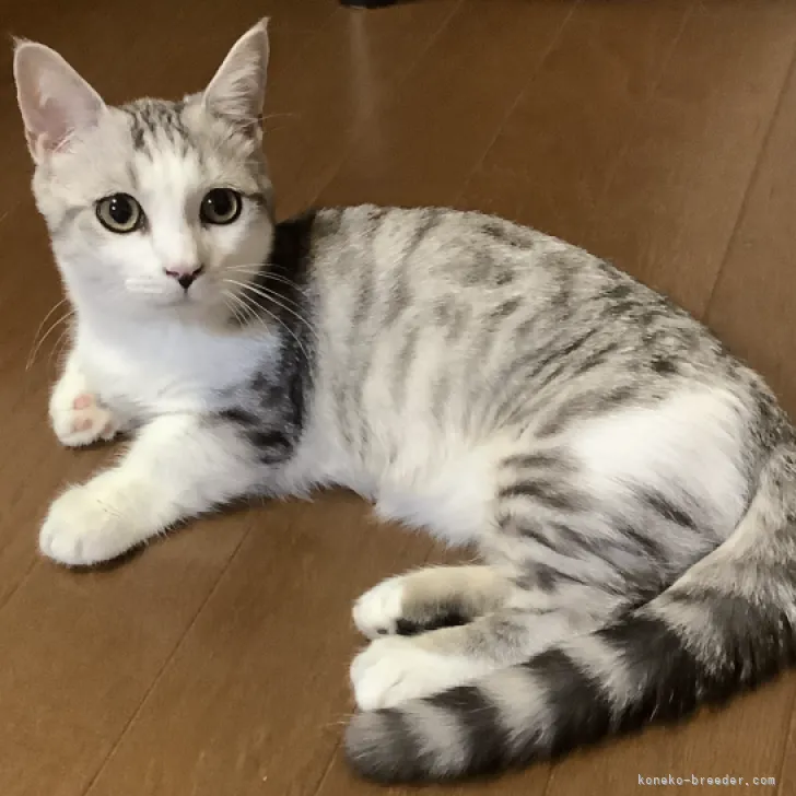 ID：2308-00817の子猫