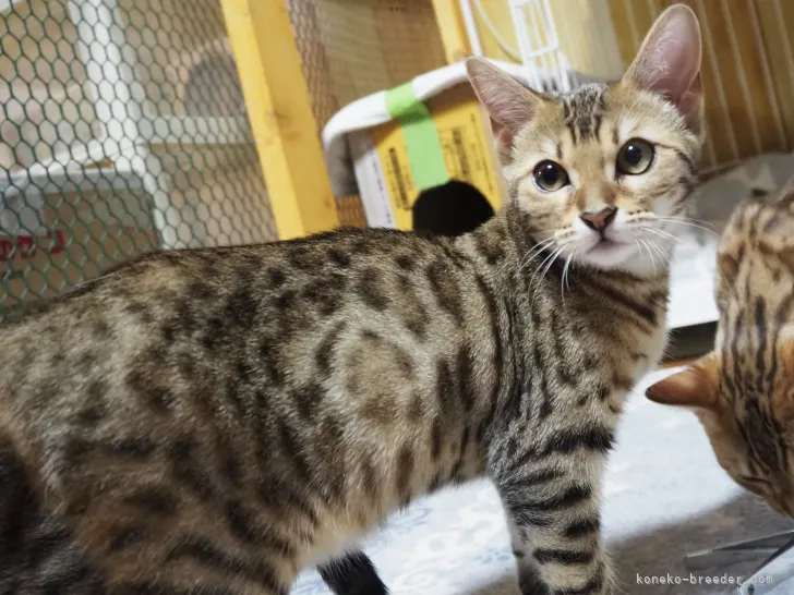 ID:2201-00683の子猫