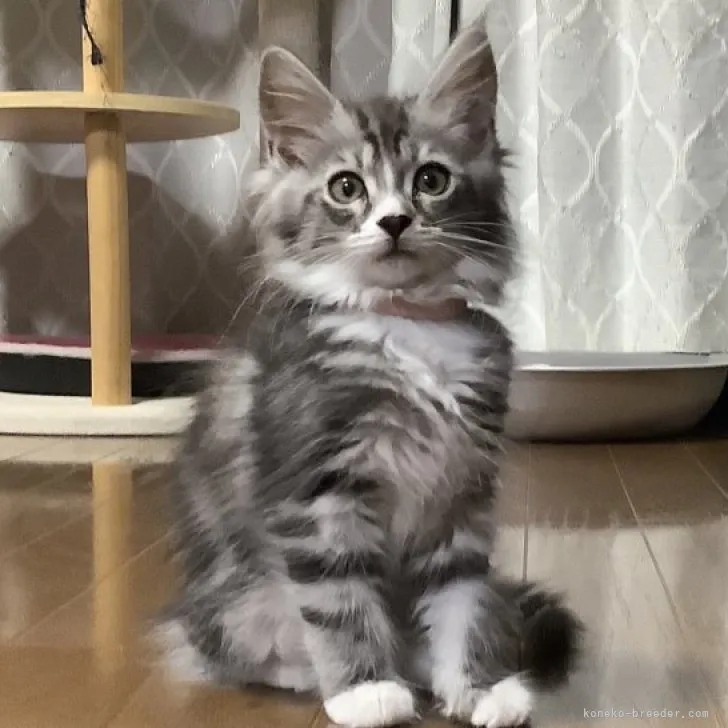 ID:2304-03085の子猫