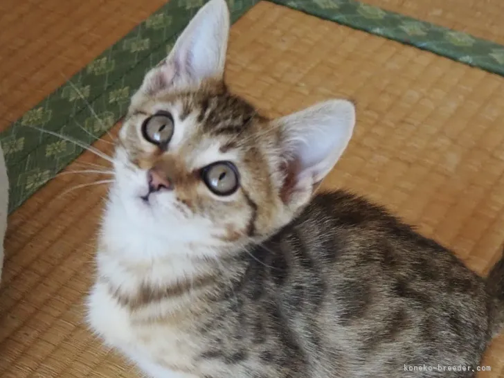 ID:2201-01074の子猫