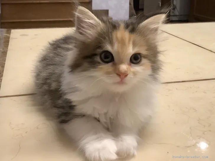 ID：2005-00420の子猫