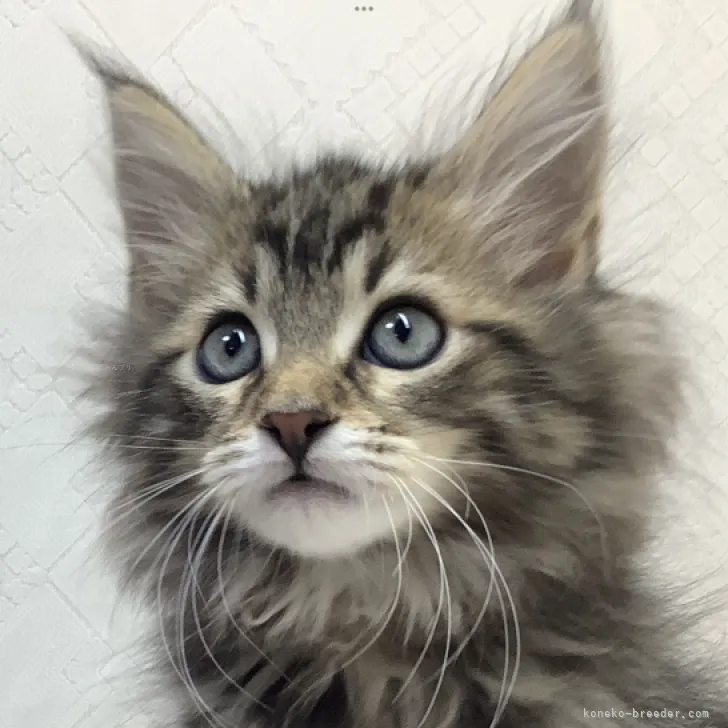 ID:2311-01167の子猫
