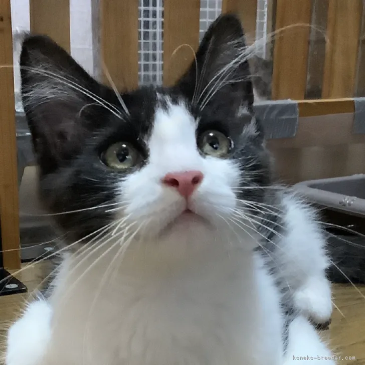 ID：2306-01170の子猫