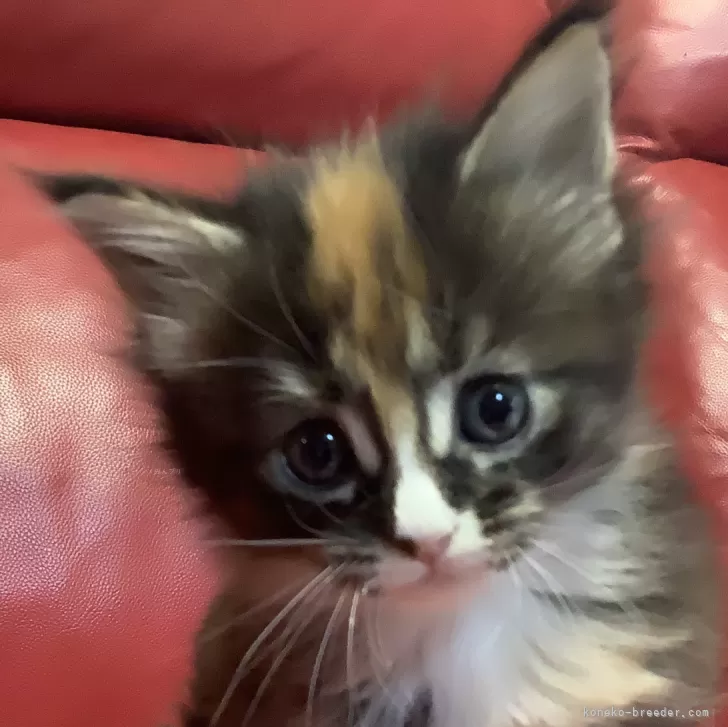 ID:2403-01355の子猫